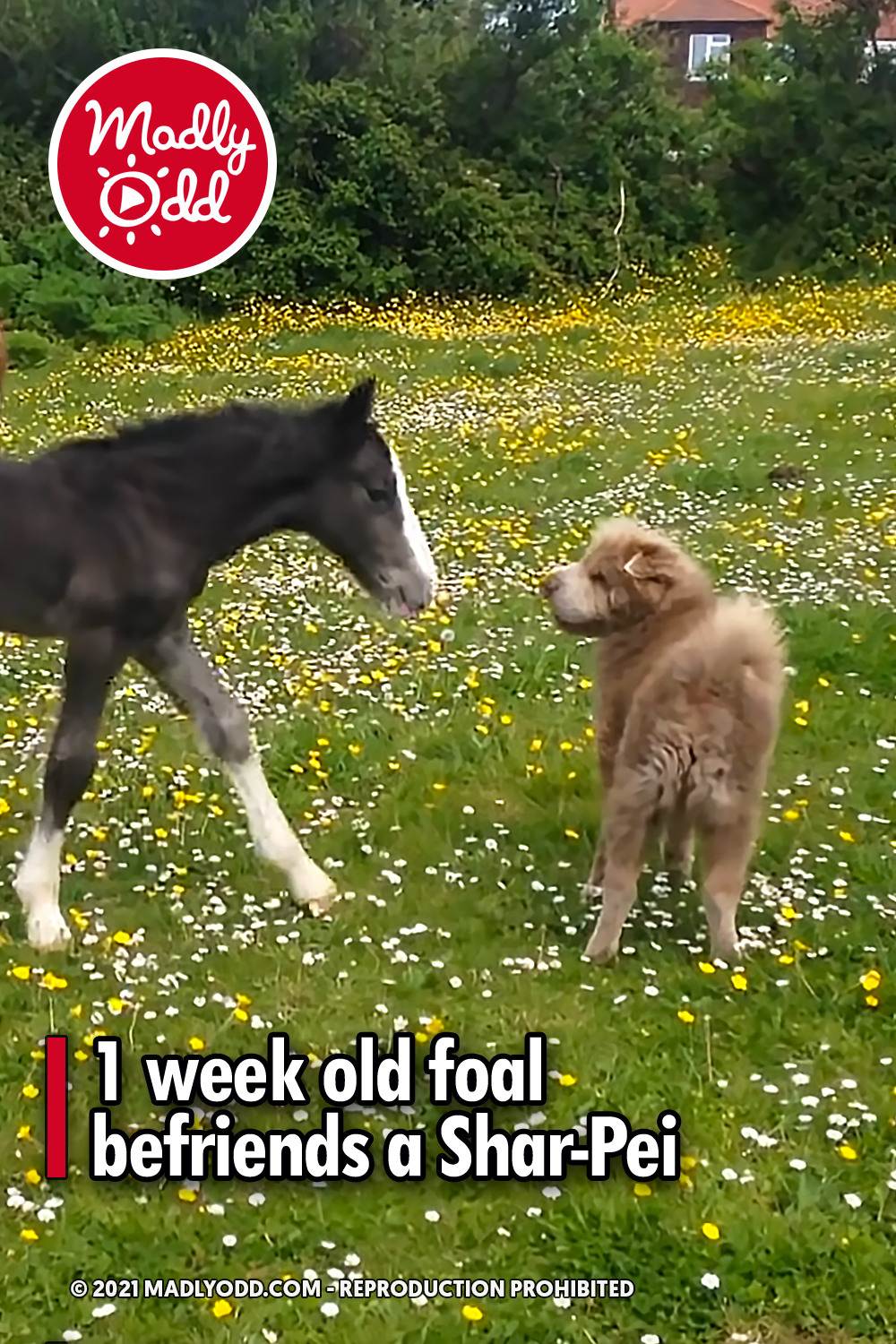 1 week old foal befriends a Shar-Pei
