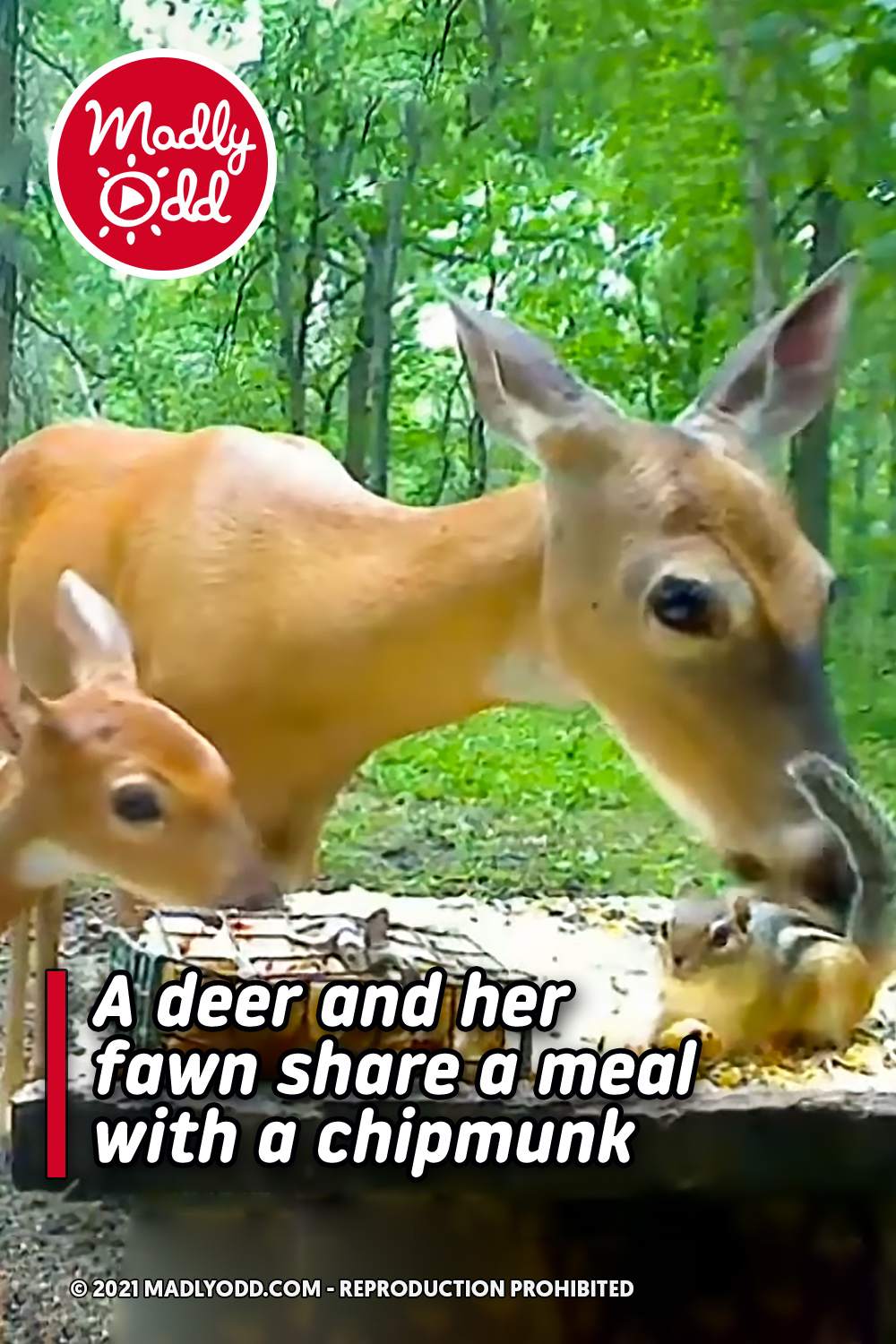 A deer and her fawn share a meal with a chipmunk
