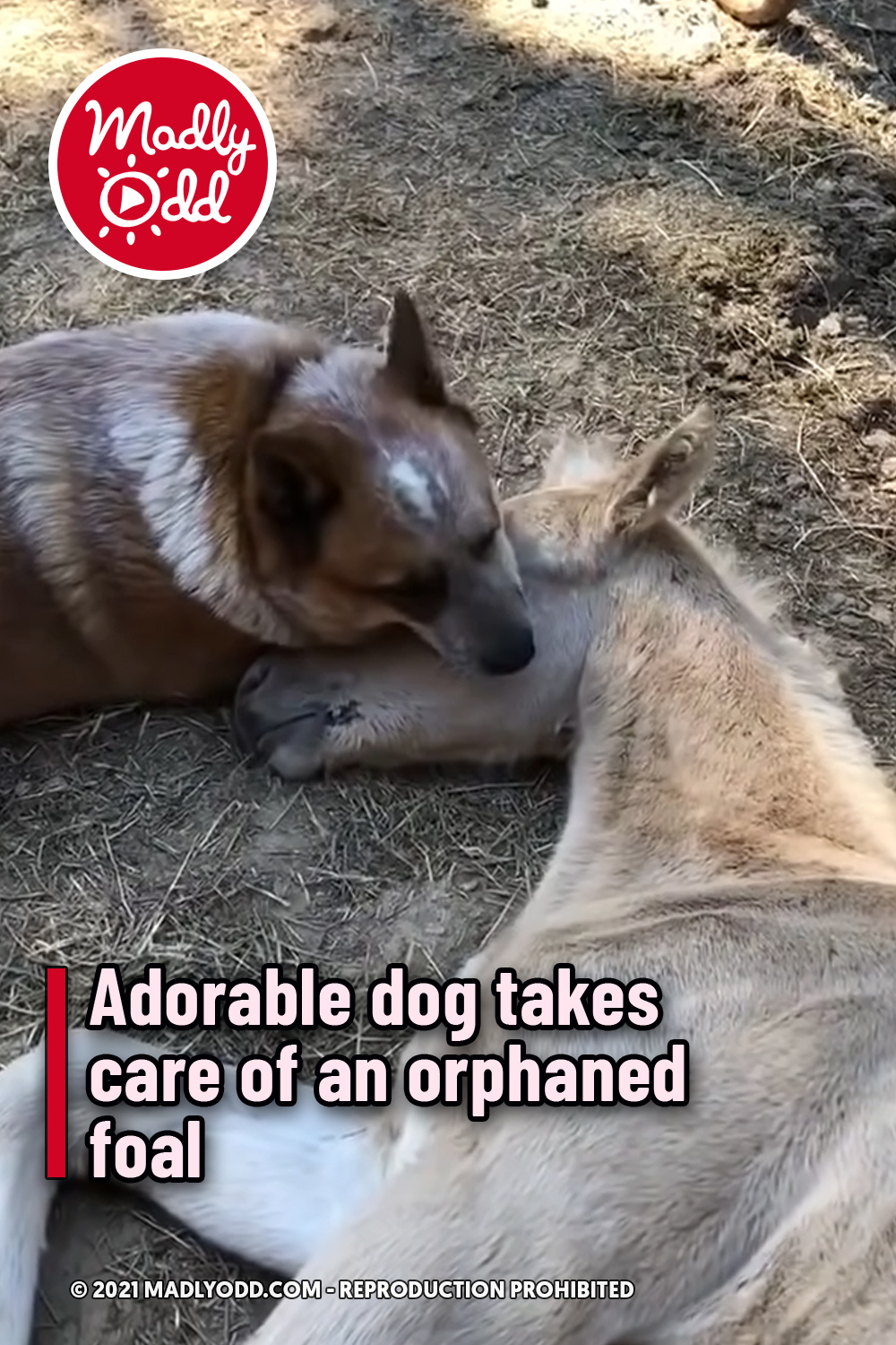 Adorable dog takes care of an orphaned foal