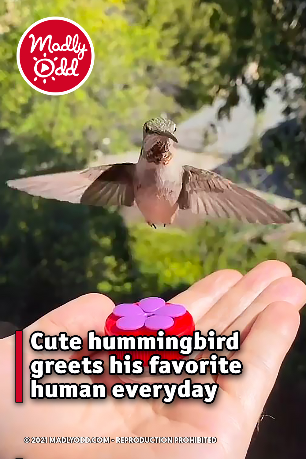Cute hummingbird greets his favorite human everyday