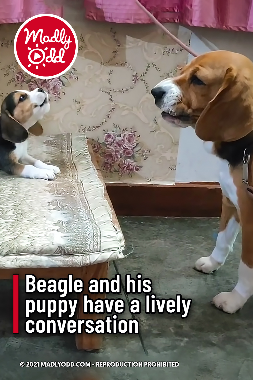 Beagle and his puppy have a lively conversation