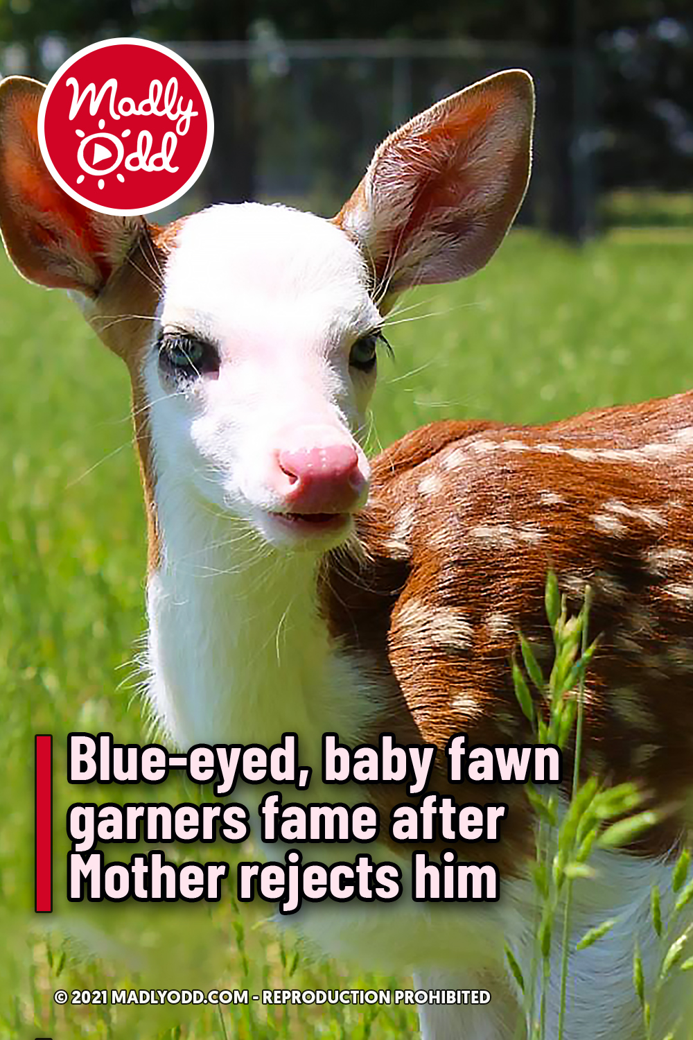 Blue-eyed, baby fawn garners fame after Mother rejects him