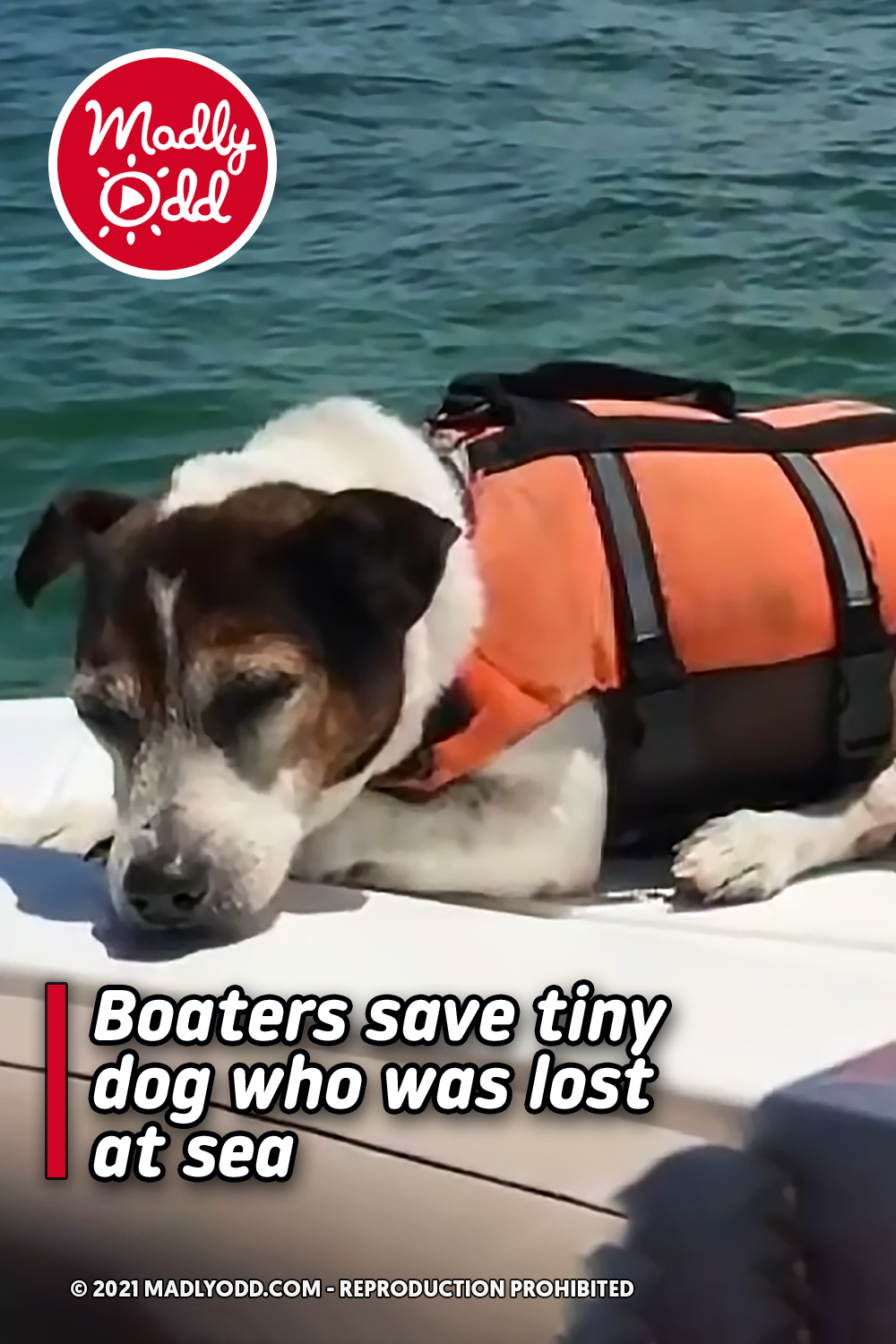 Boaters save tiny dog who was lost at sea