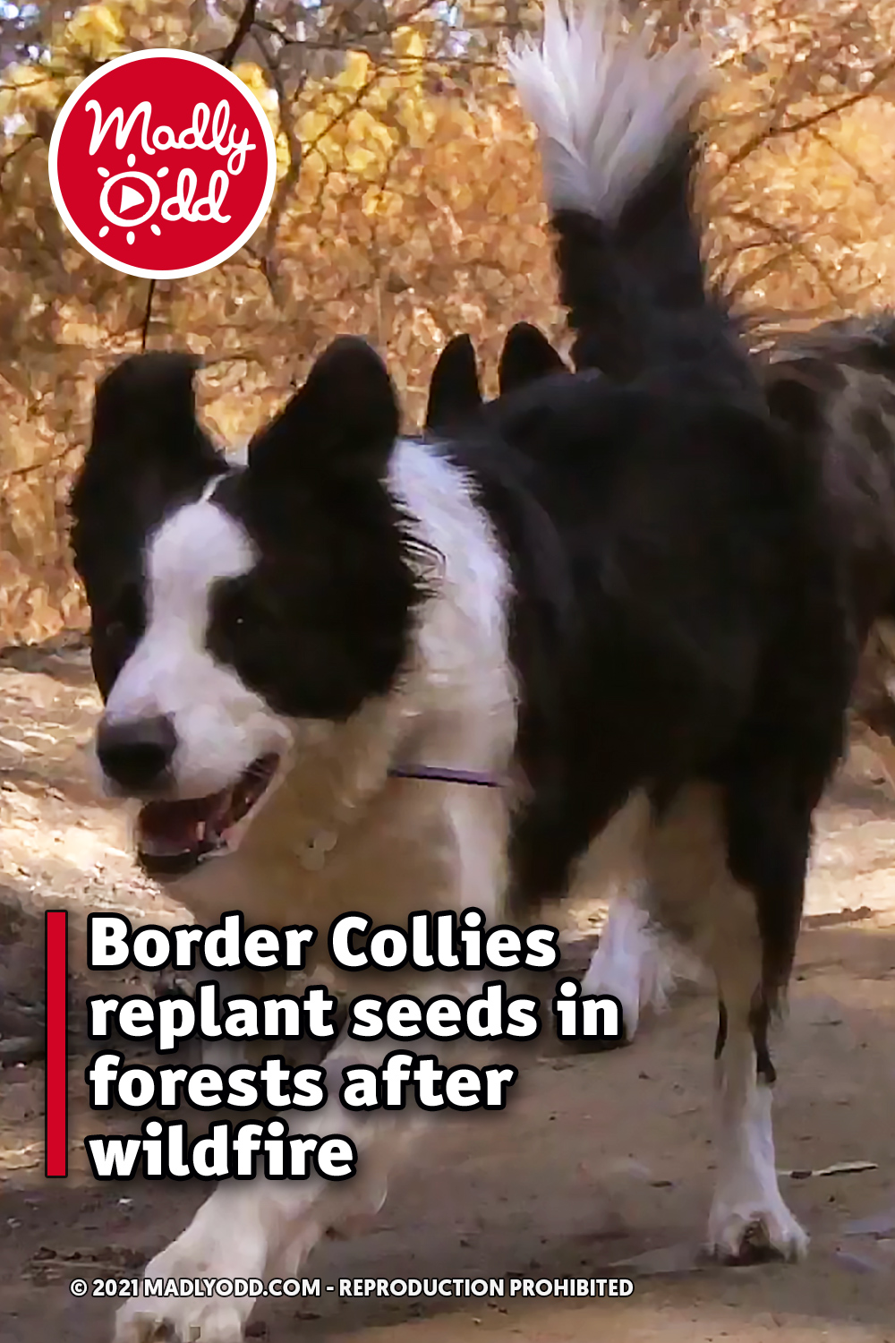 Border Collies replant seeds in forests after wildfire