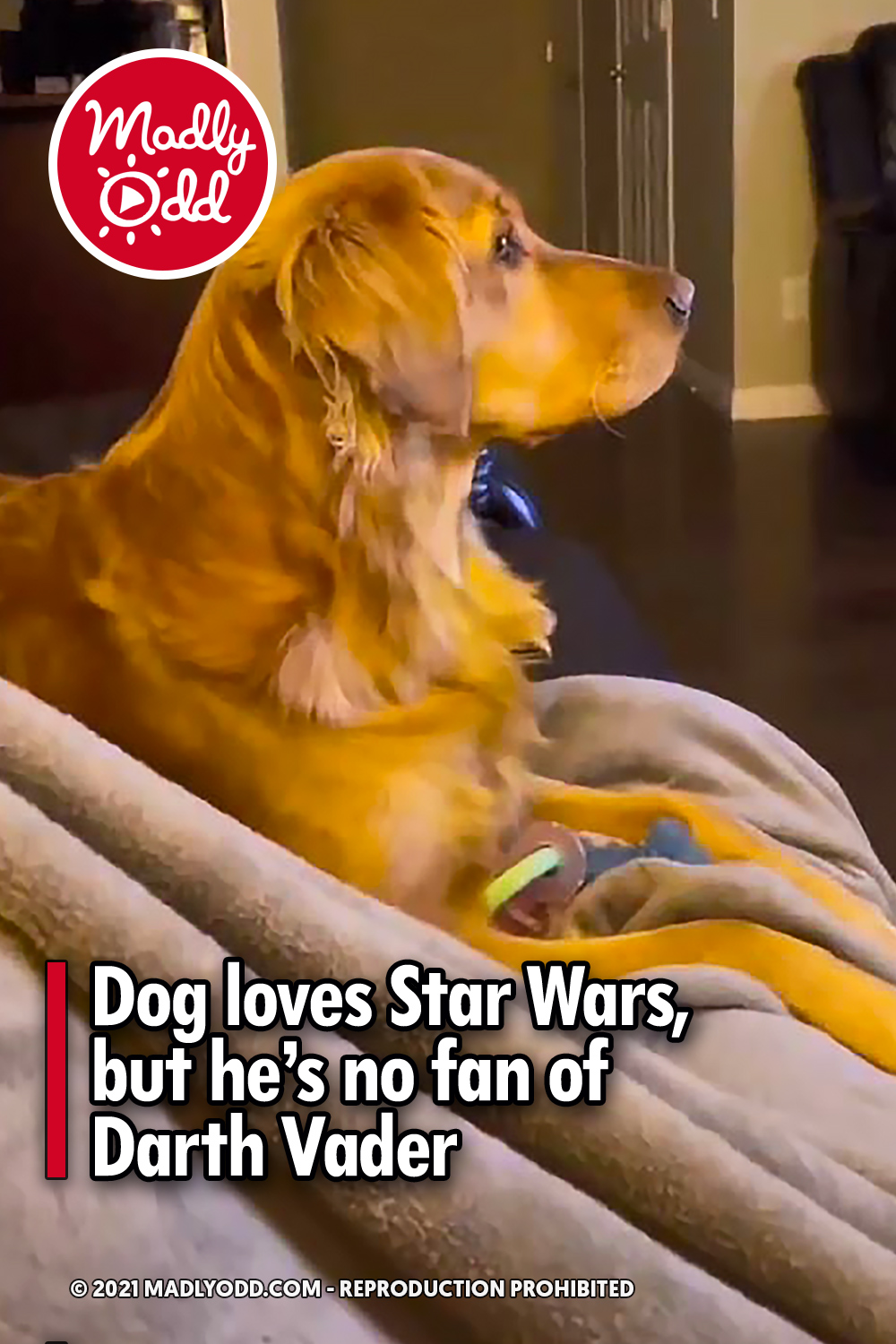 Dog loves Star Wars, but he’s no fan of Darth Vader