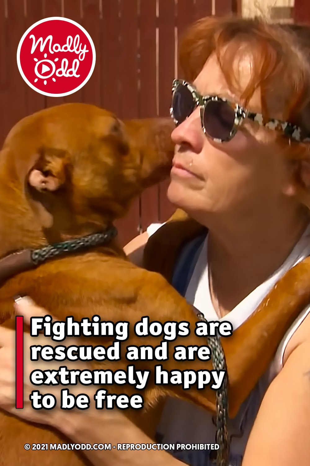 Fighting dogs are rescued and are extremely happy to be free