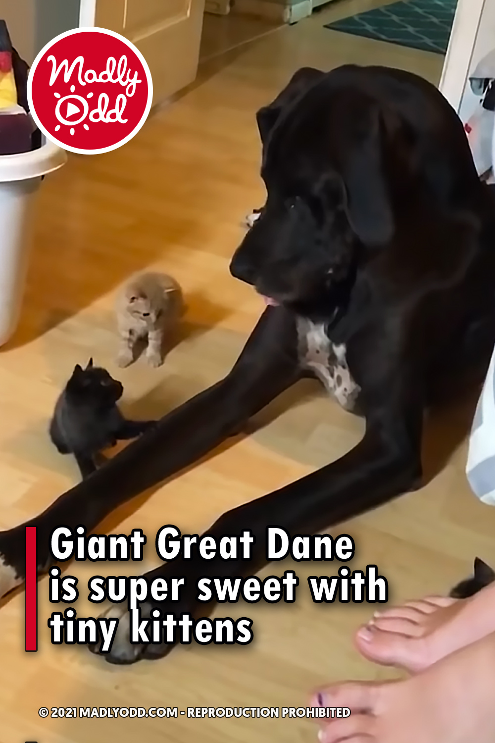 Giant Great Dane is super sweet with tiny kittens