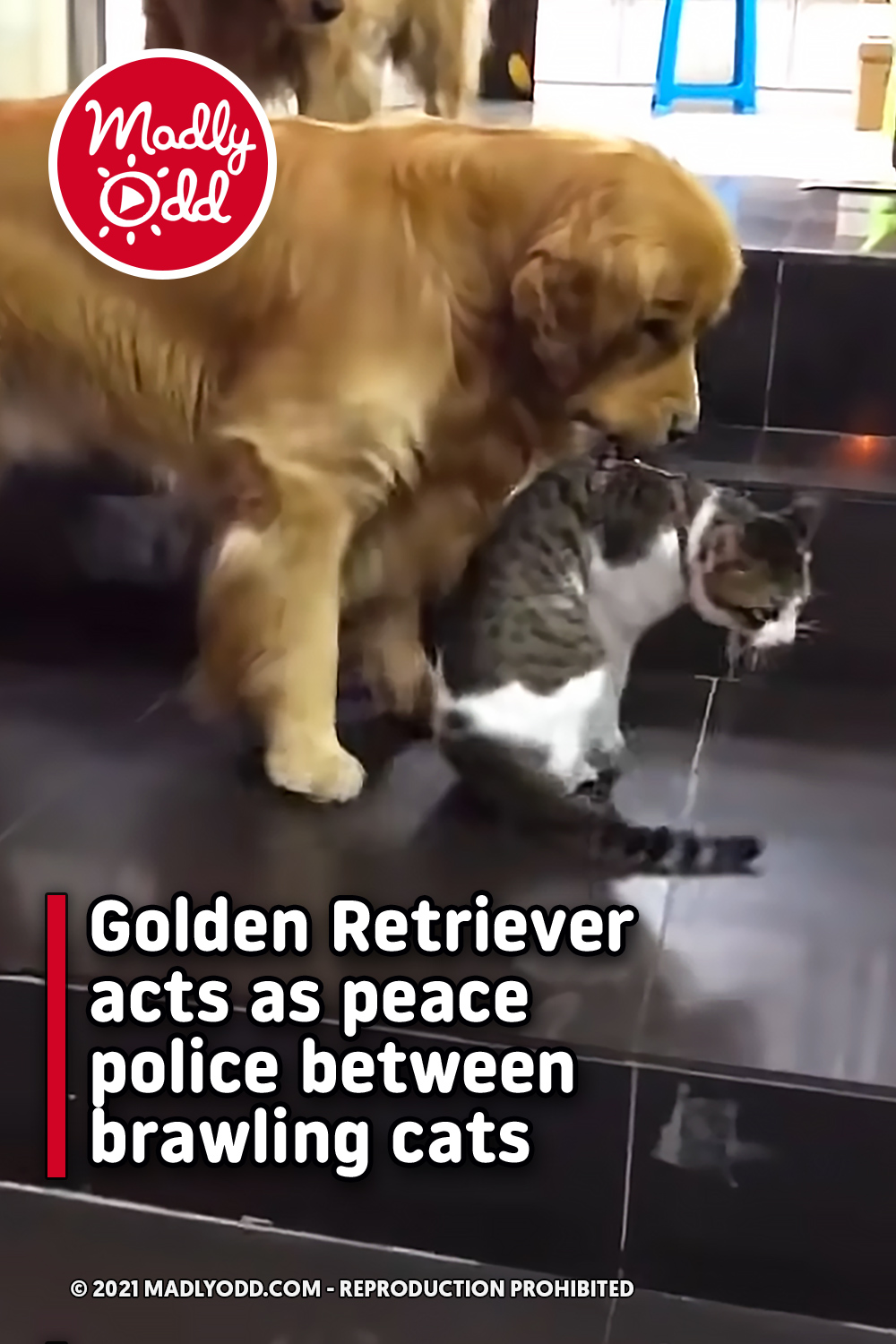 Golden Retriever acts as peace police between brawling cats