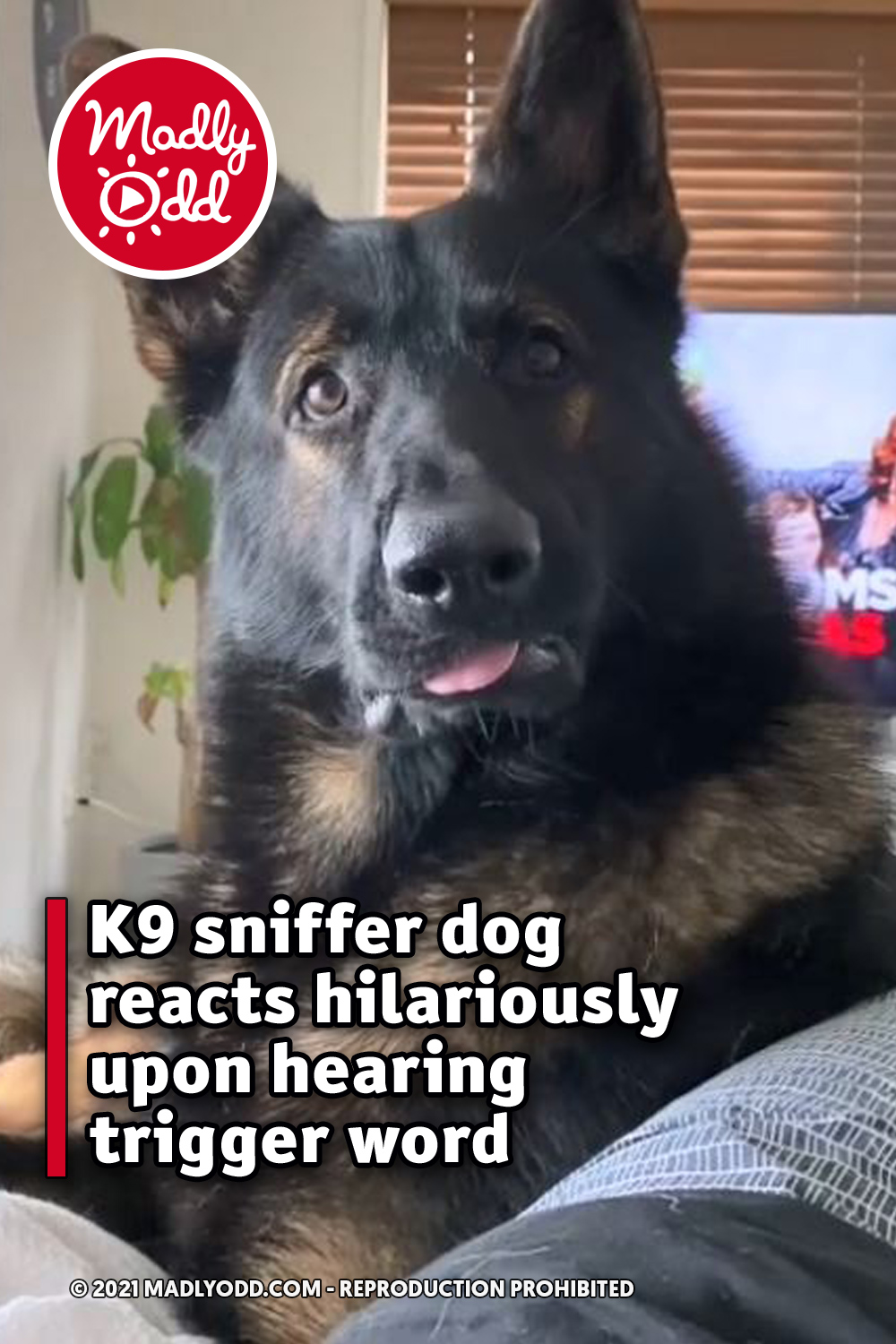 K9 sniffer dog reacts hilariously upon hearing trigger word