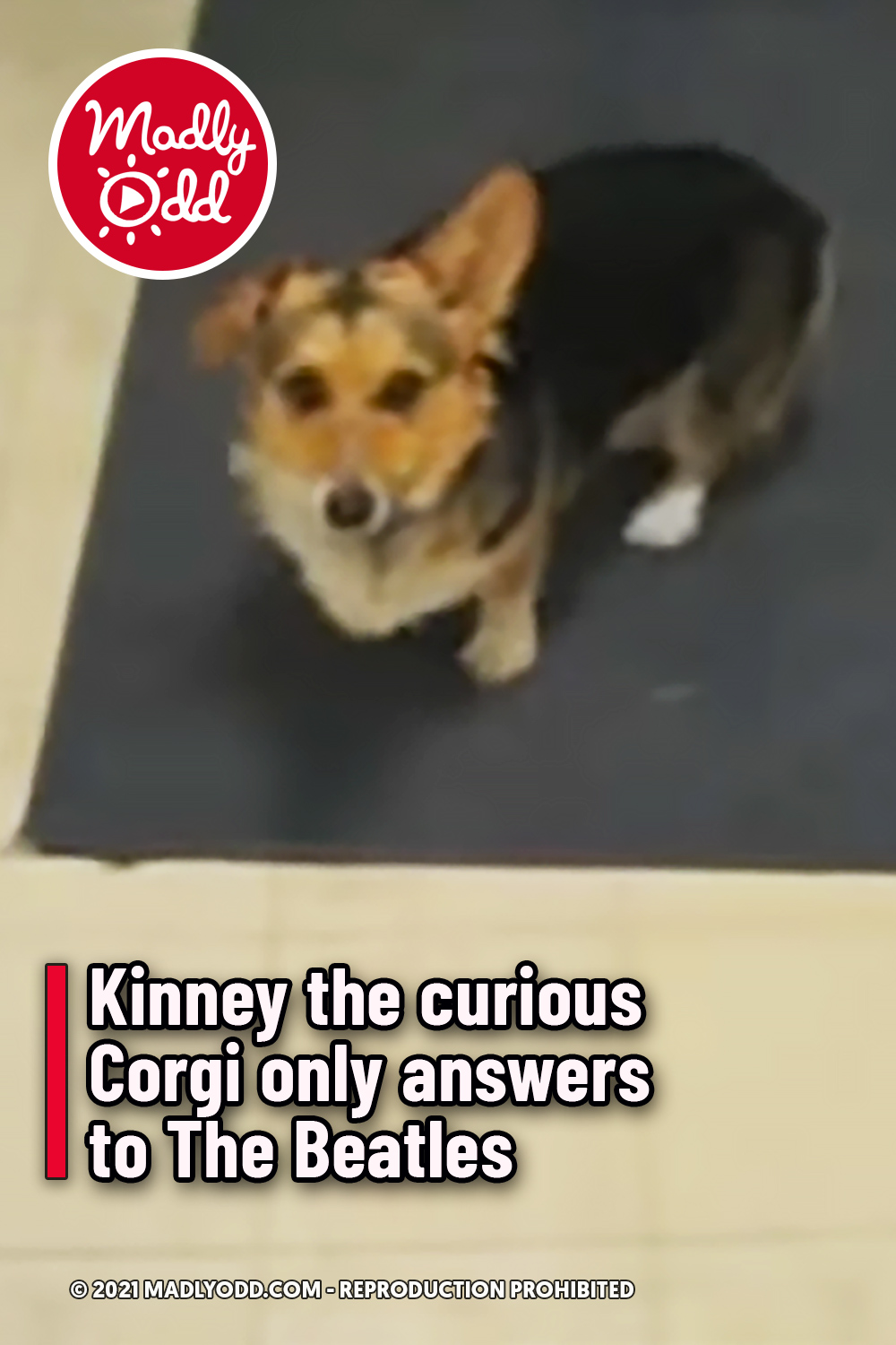 Kinney the curious Corgi only answers to The Beatles