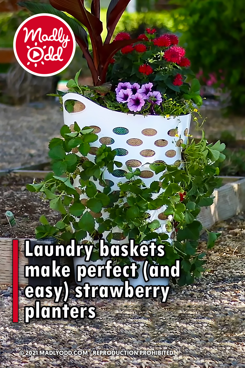 Laundry baskets make perfect (and easy) strawberry planters