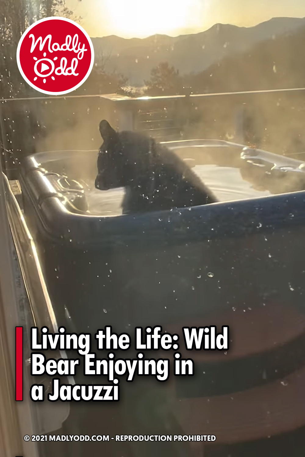 Living the Life: Wild Bear Enjoying in a Jacuzzi