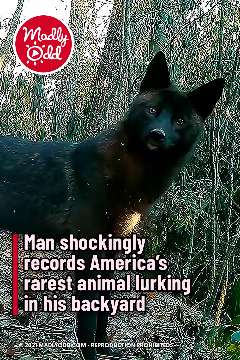 Man shockingly records America’s rarest animal lurking in his backyard