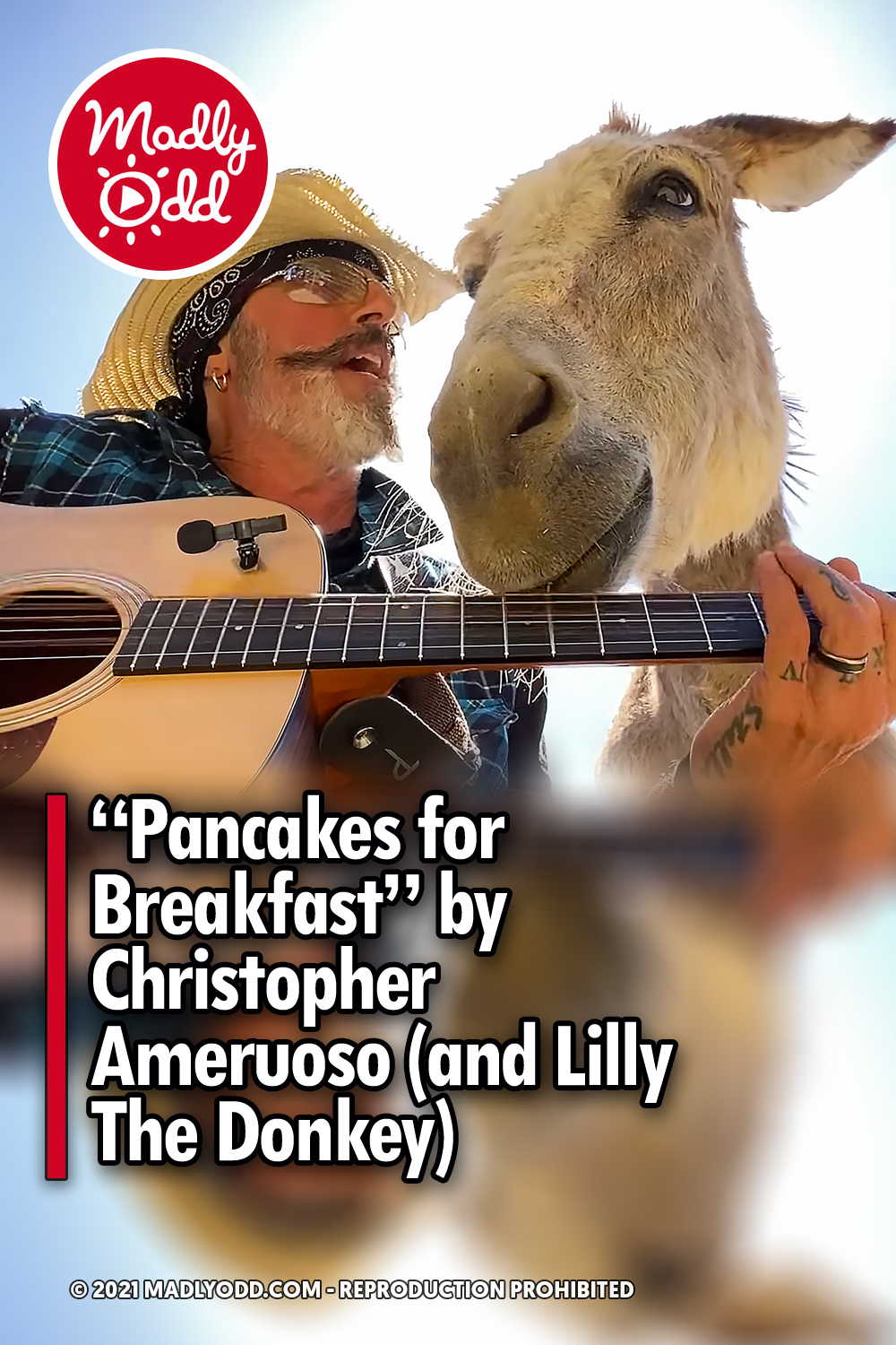 “Pancakes for Breakfast” by Christopher Ameruoso (and Lilly The Donkey)