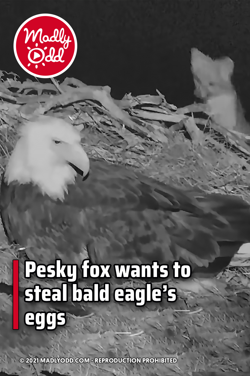 Pesky fox wants to steal bald eagle’s eggs
