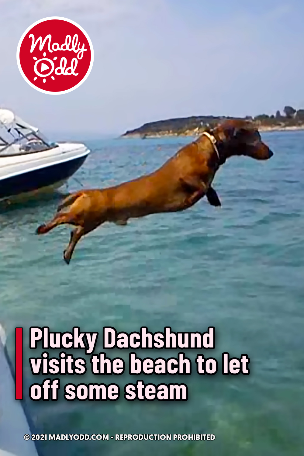 Plucky Dachshund visits the beach to let off some steam