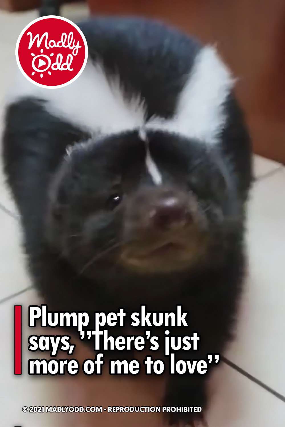 Plump pet skunk says, ”There’s just more of me to love”