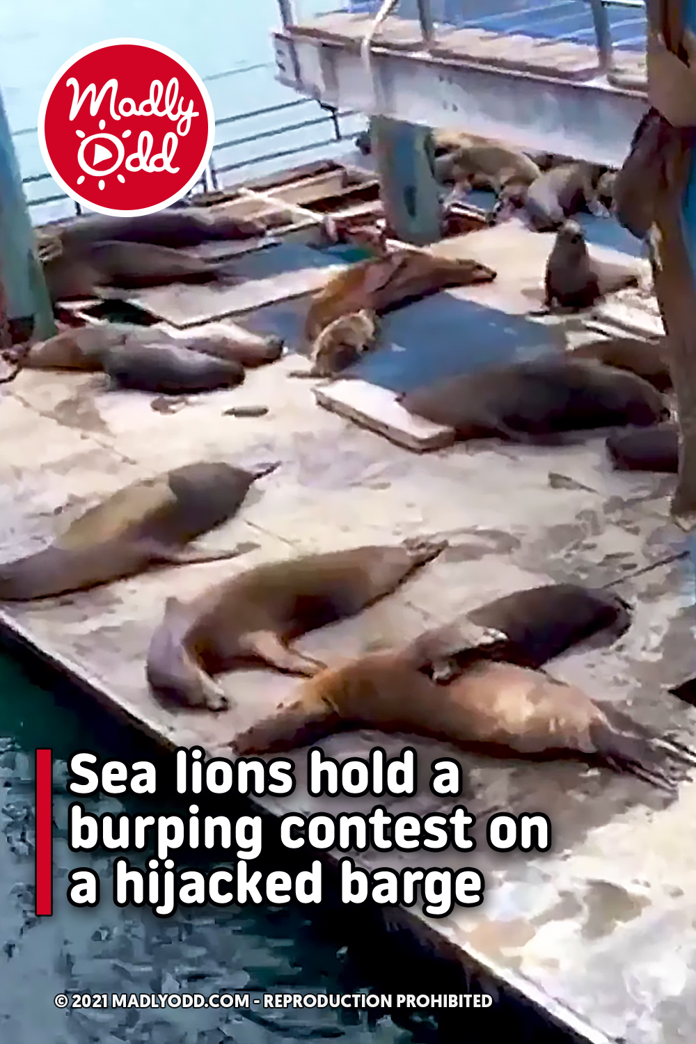 Sea lions hold a burping contest on a hijacked barge