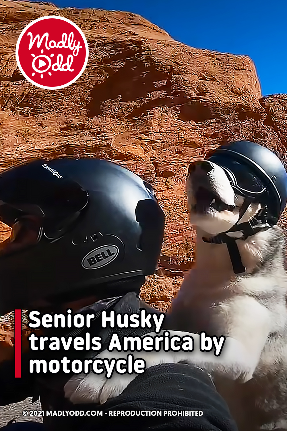 Senior Husky travels America by motorcycle