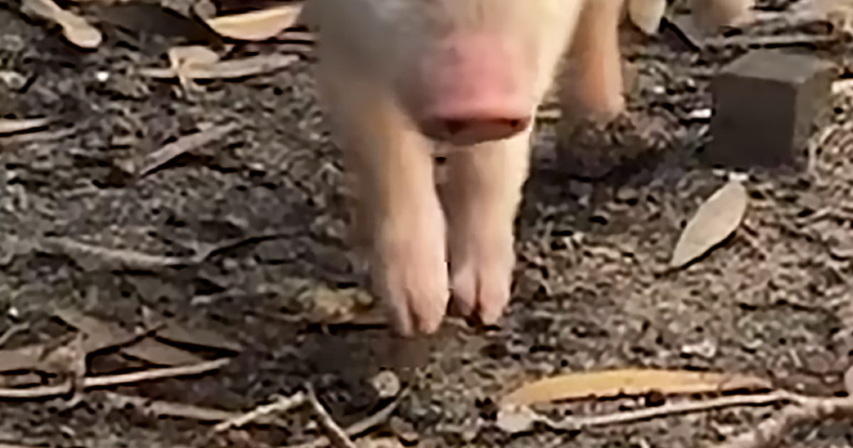 Pinterest Hidden Image