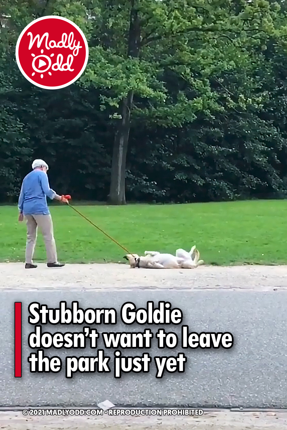 Stubborn Goldie doesn’t want to leave the park just yet