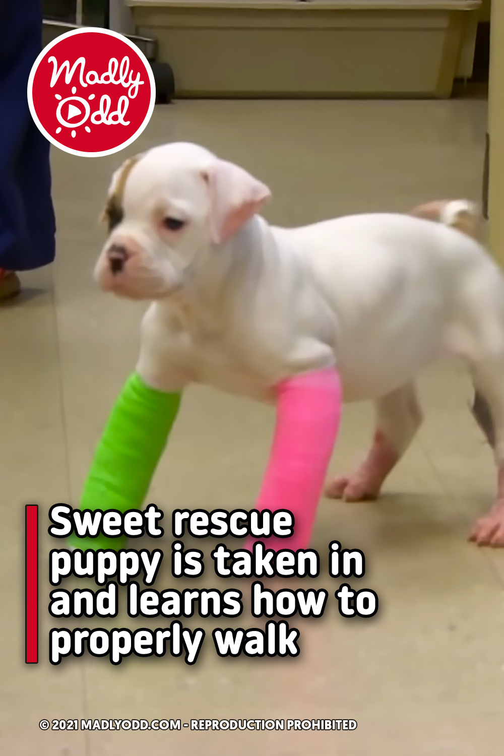 Sweet rescue puppy is taken in and learns how to properly walk