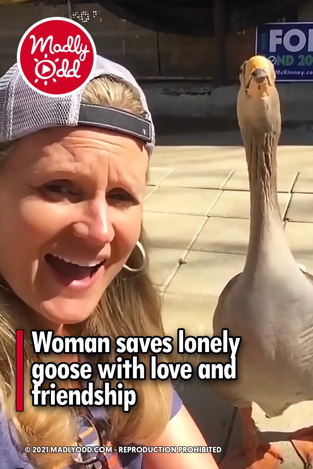 Woman saves lonely goose with love and friendship