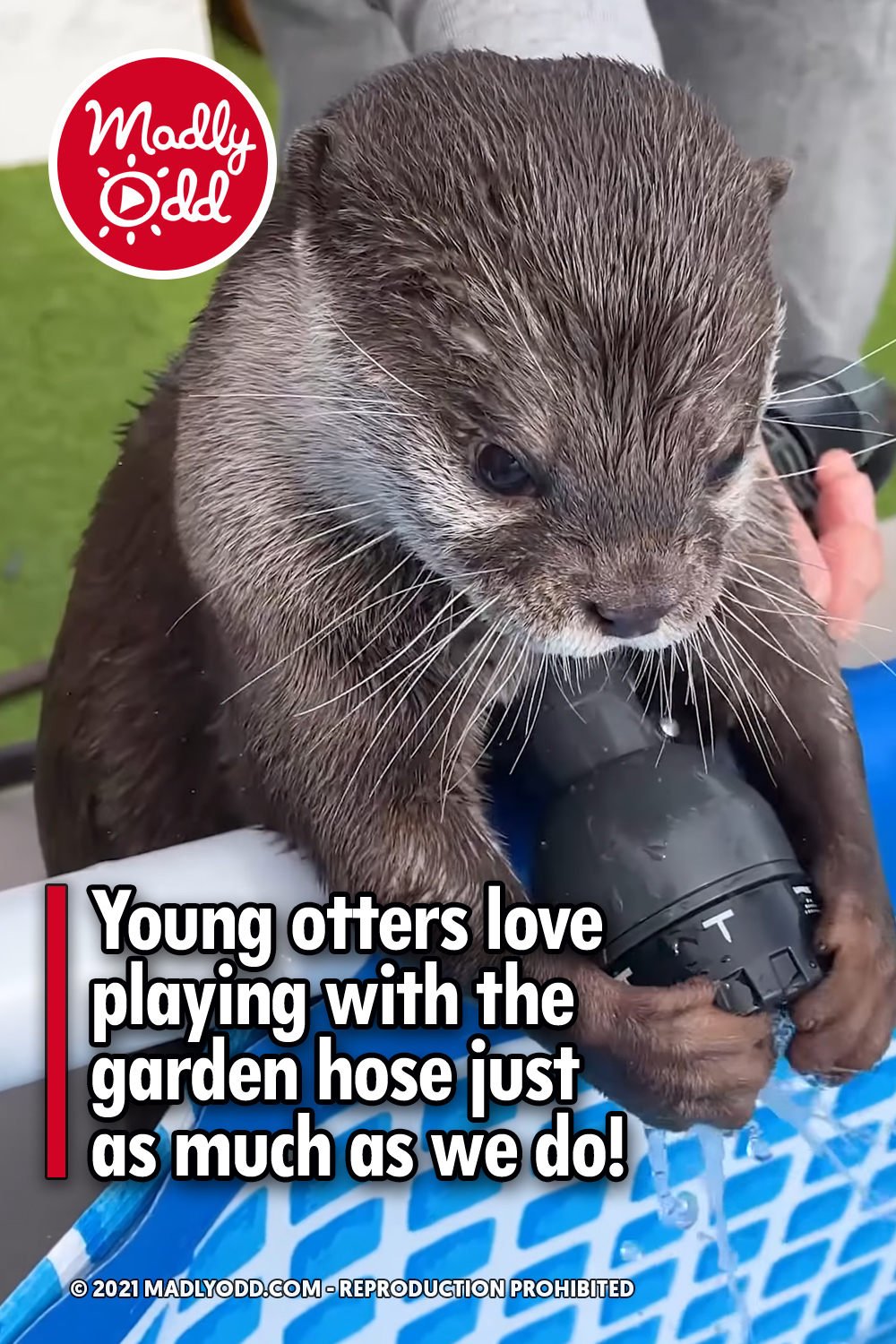 Young otters love playing with the garden hose just as much as we do!