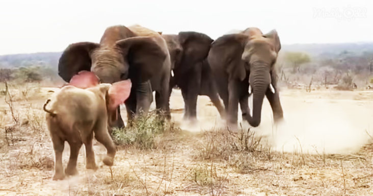 Khanyisa, The Albino Baby Elephant, Receives Heartwarming Welcome From Jabulani Herd