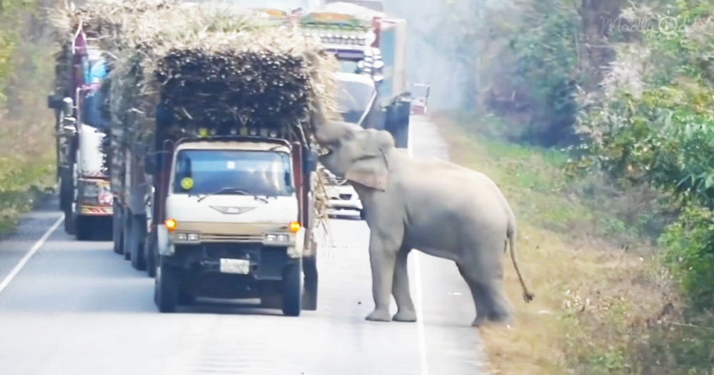 Elephant steals sugarcane amidst traffic