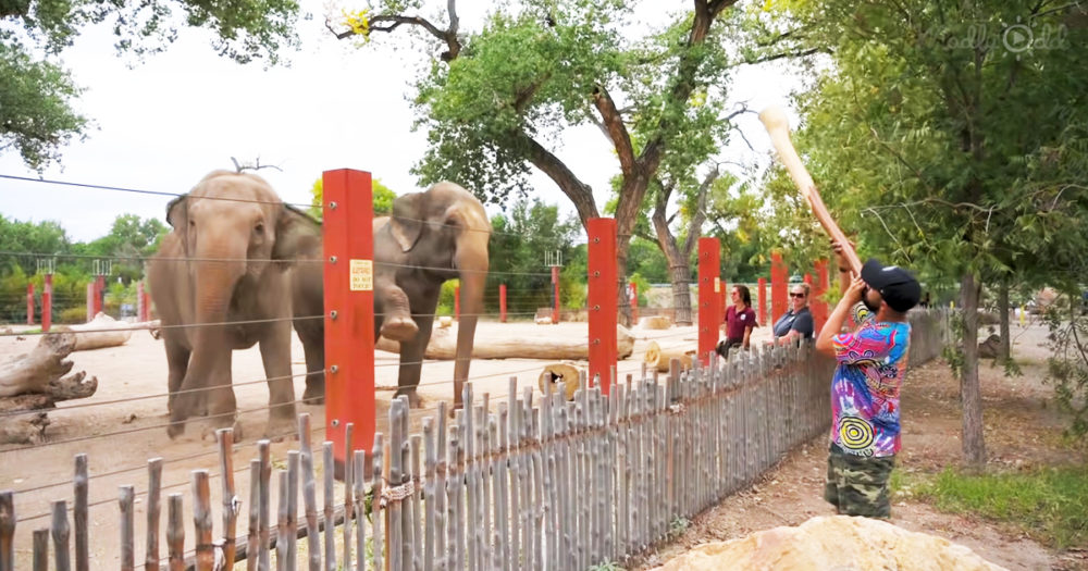 Two elephants cheer for the man playing the didgeridoo for them