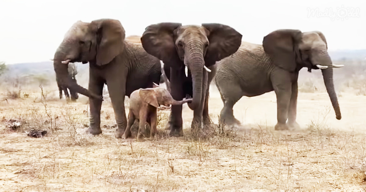 Khanyisa, the albino baby elephant, receives heartwarming welcome from Jabulani herd