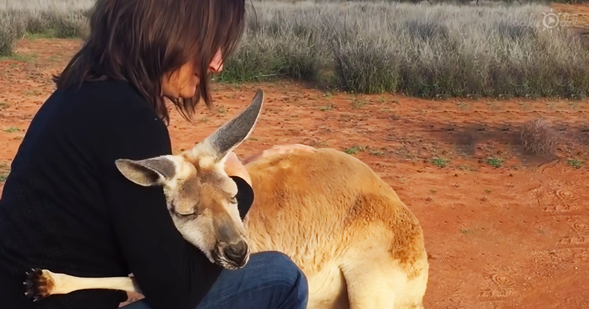Cute kangaroo can’t get enough hugs from her rescuer