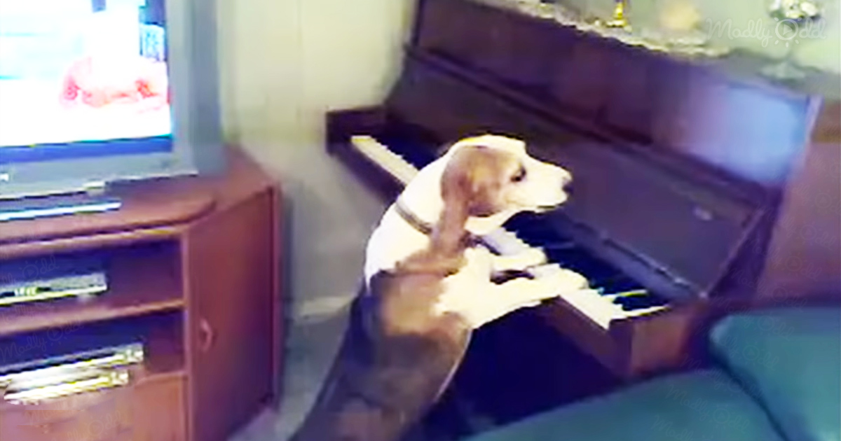 Dog puts on a show, playing piano and singing the Blues