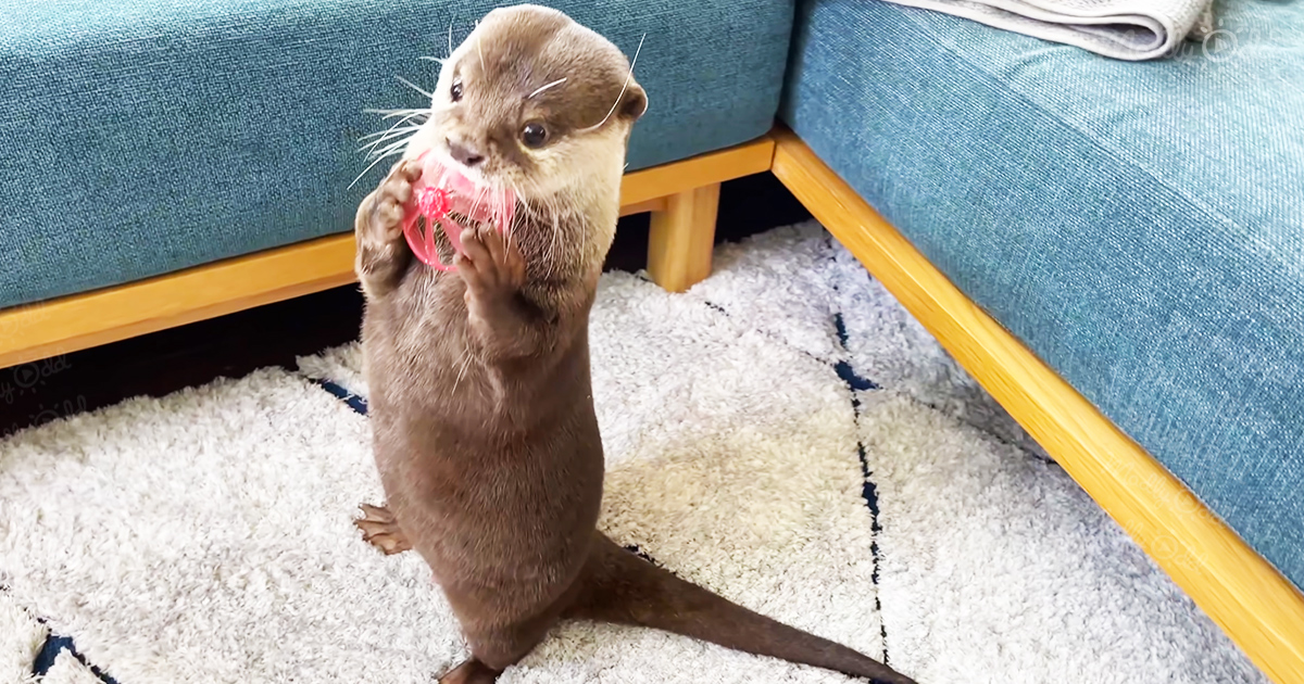 Sweet otter is addicted to playing with flying propeller toy