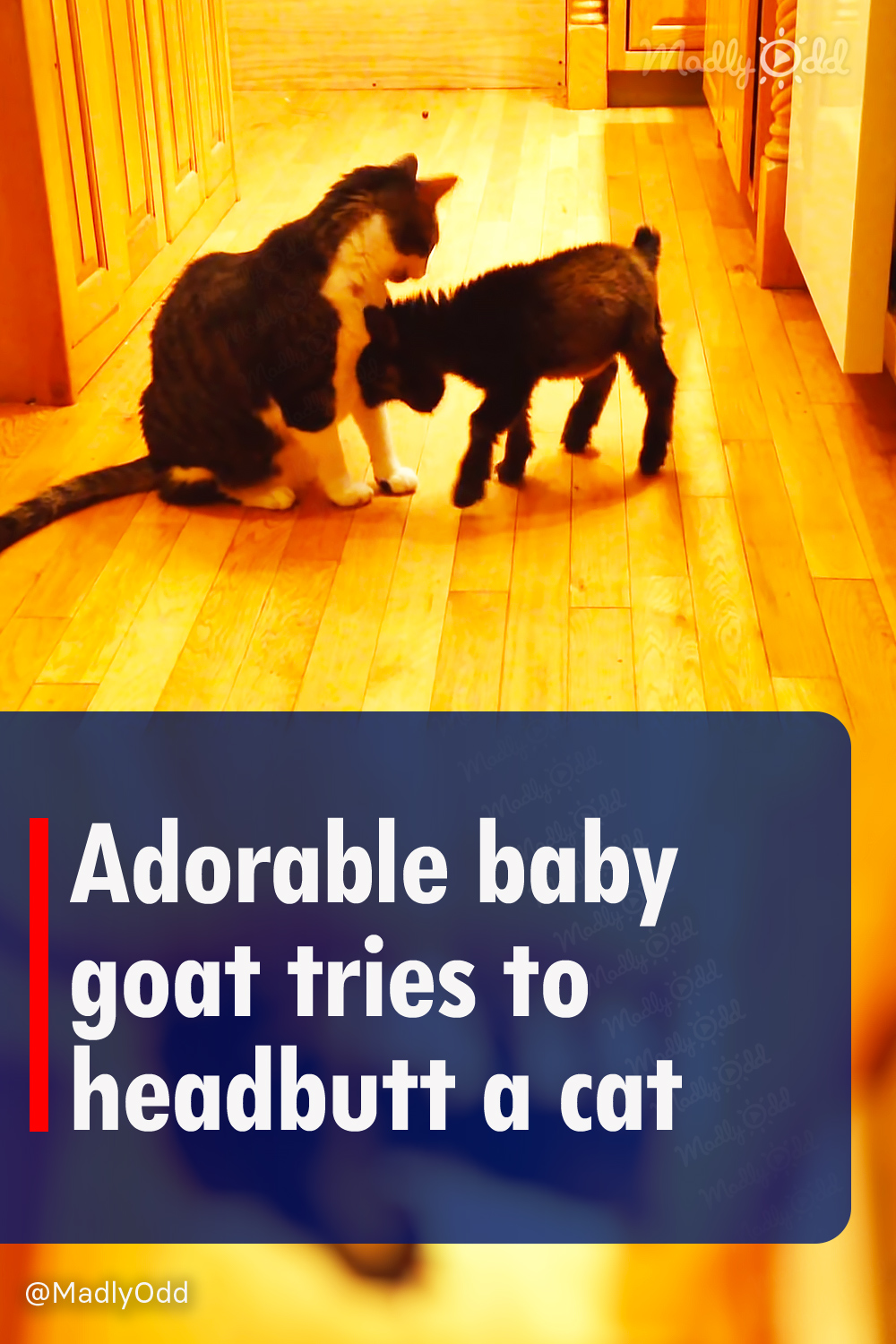Adorable baby goat tries to headbutt a cat