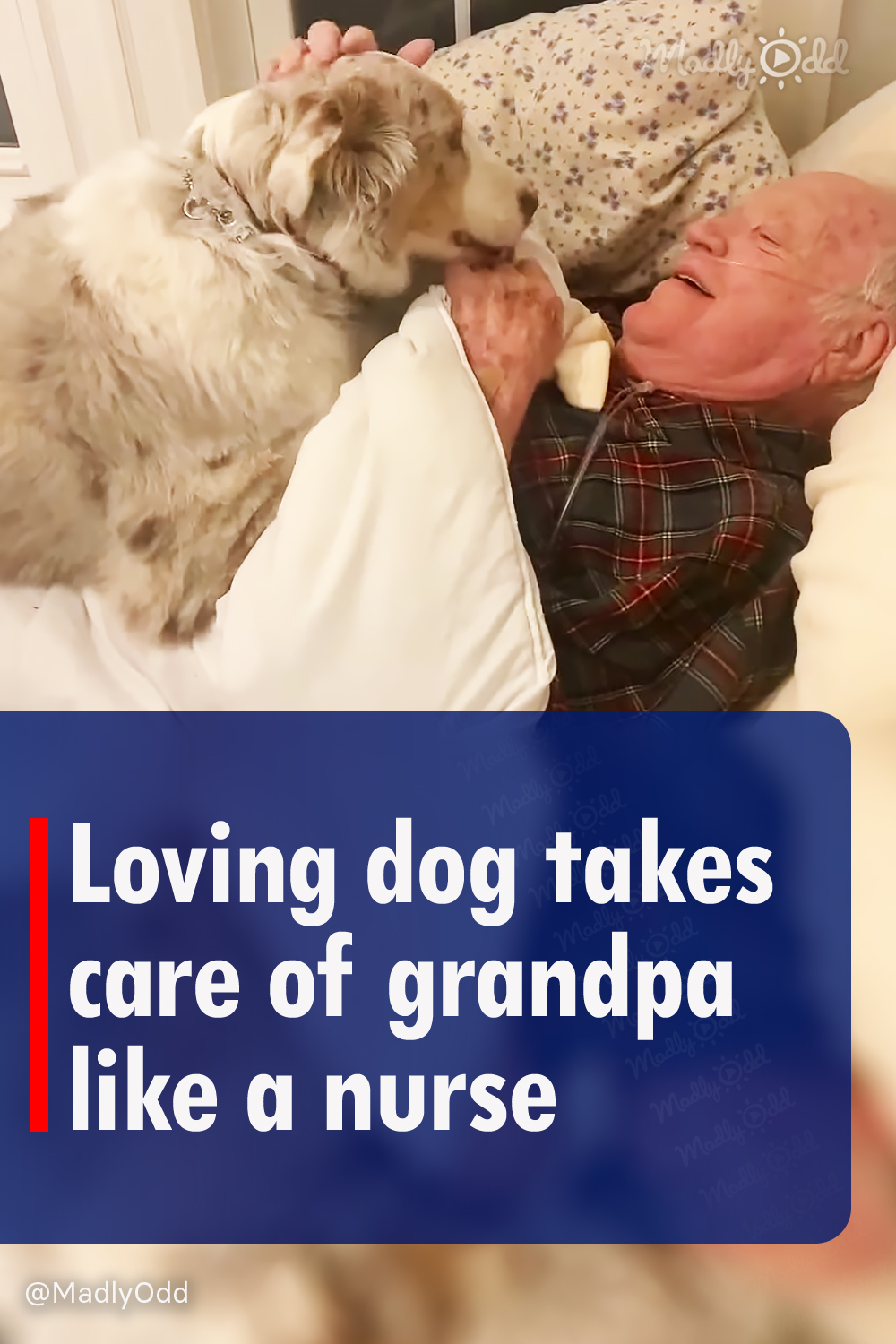 Loving dog takes care of grandpa like a nurse