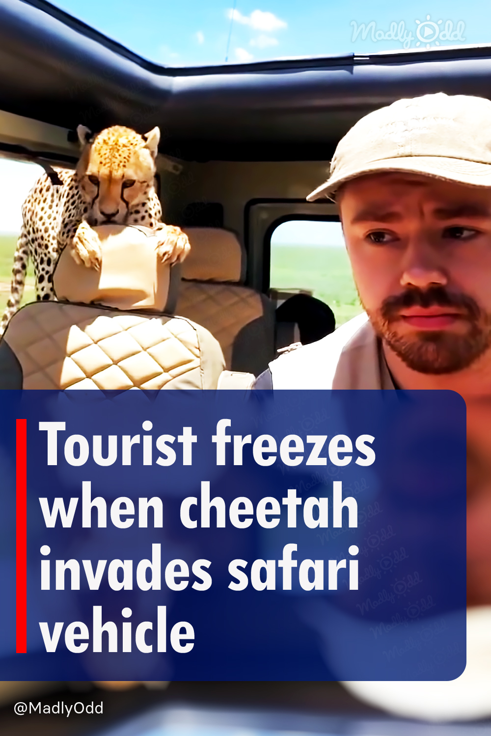 Tourist freezes when cheetah invades safari vehicle