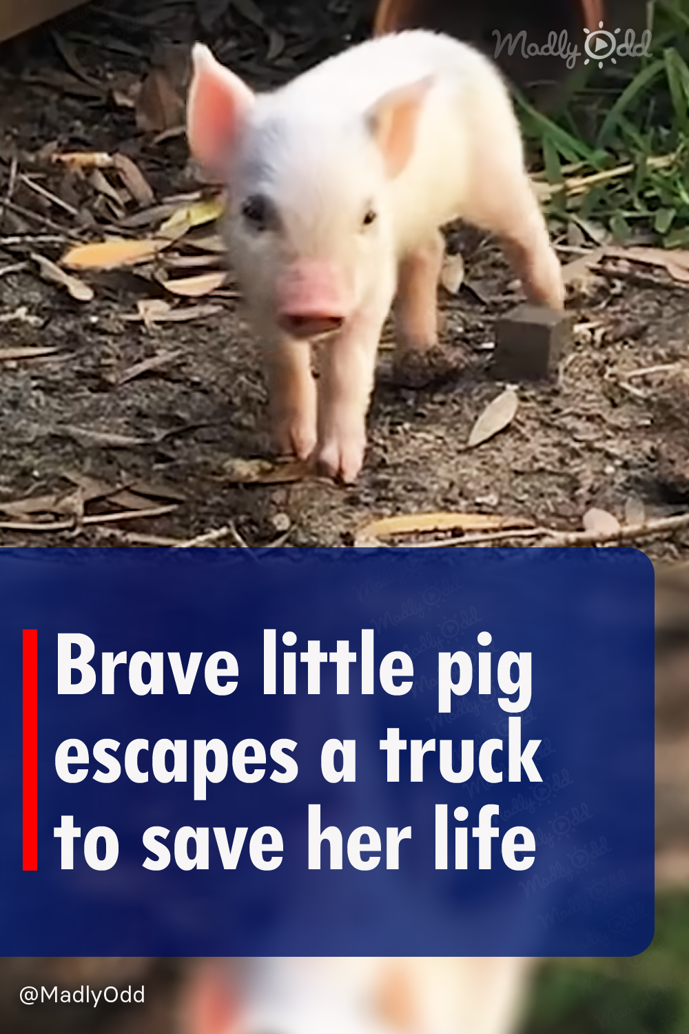 Brave little pig escapes a truck to save her life