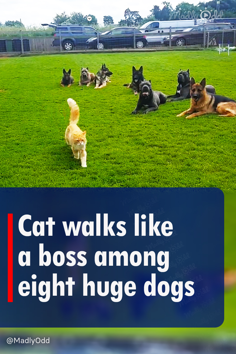 Cat walks like a boss among eight huge dogs