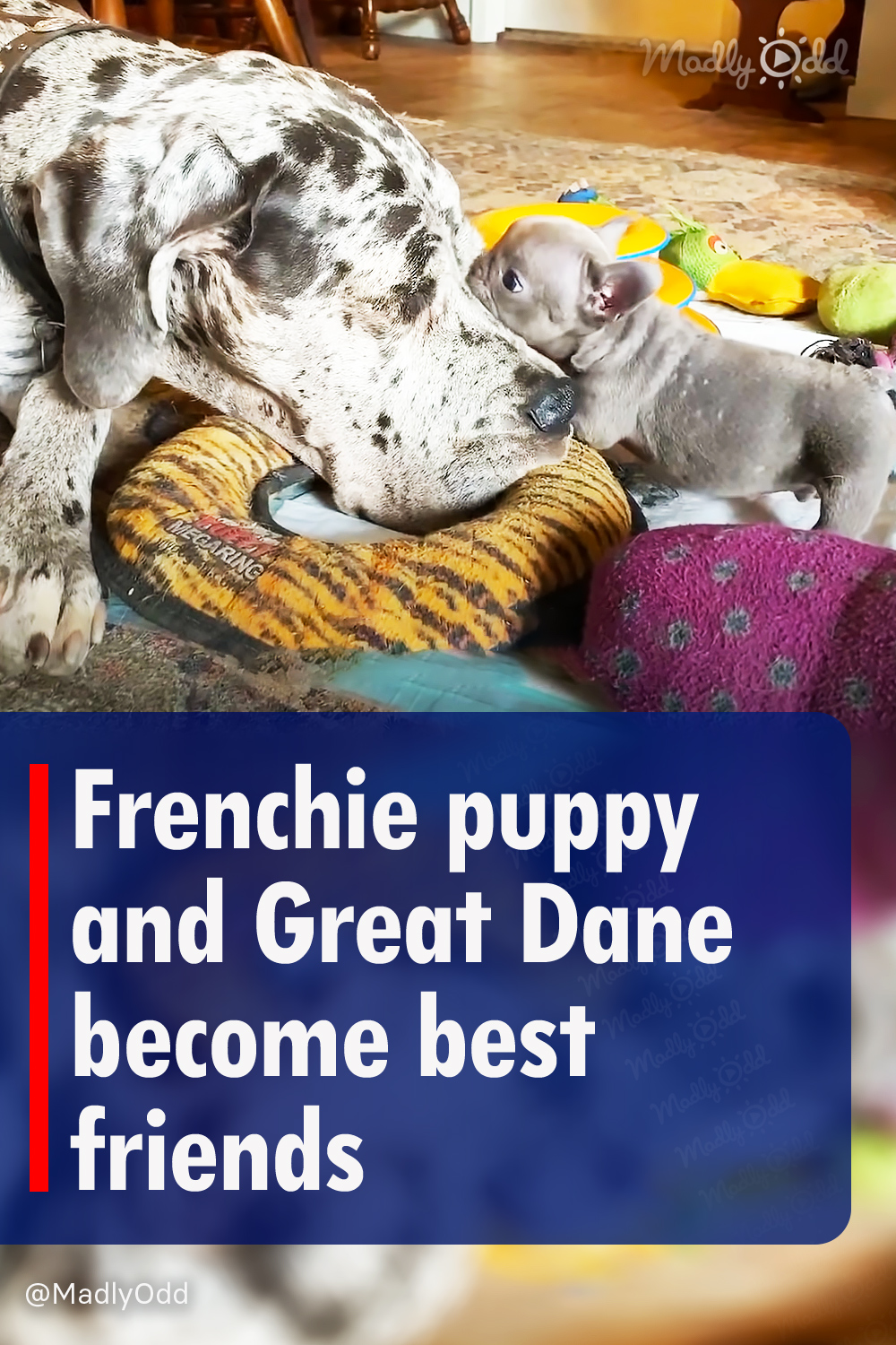 Frenchie puppy and Great Dane become best friends