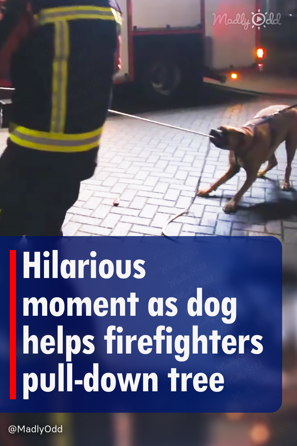 Hilarious moment as dog helps firefighters pull-down tree
