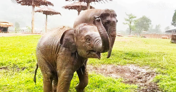 Og Adorable Baby Elephant Plays In The Rain For The First Time