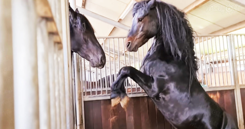 The forbidden love between a horse and a pony is precious
