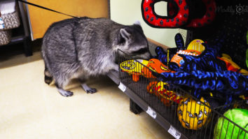 Adorable pet raccoon goes shopping for his friends