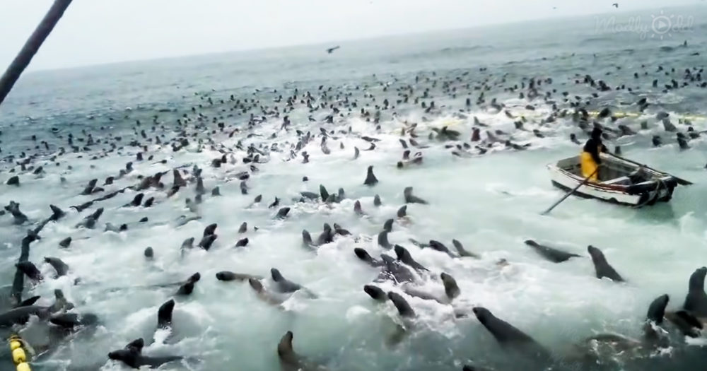 Swarm of seals invades a net full of fishes
