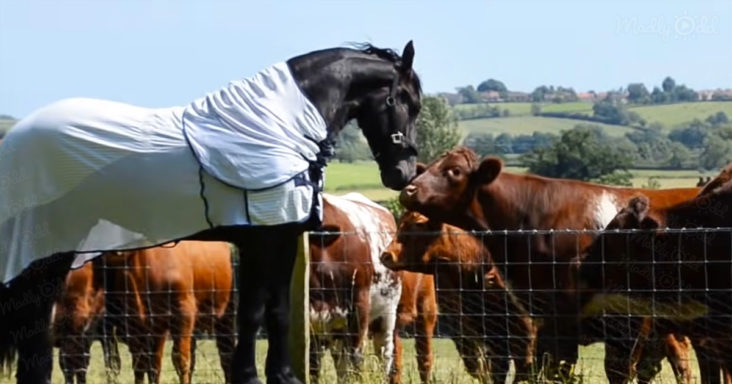 Friendly Friesian horse and cows
