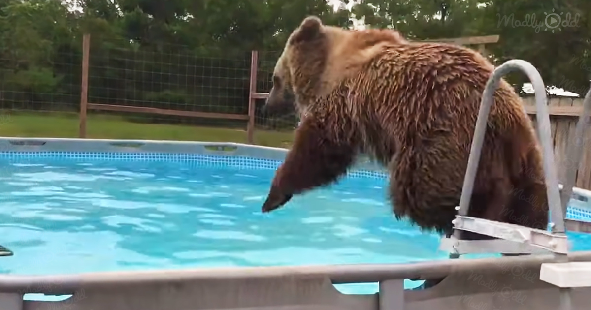 Grizzly Ƅear salta a la piscina y luego se gira para sonreír a la cámara: ¡Locamente extraño!