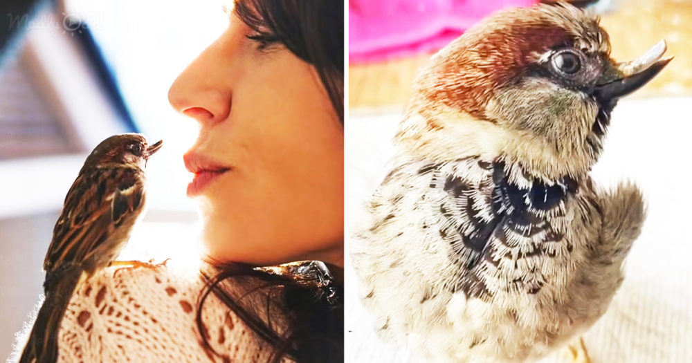 Happy the adorable sparrow