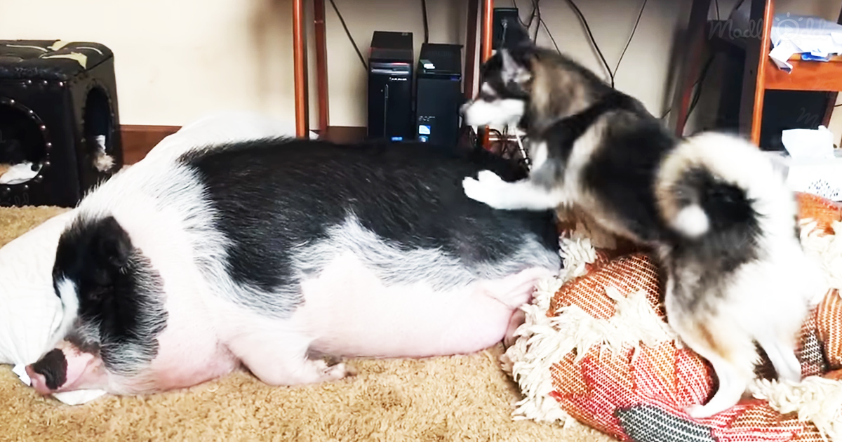 Enormous snoring pig is disturbed by a mischievous and lively husky